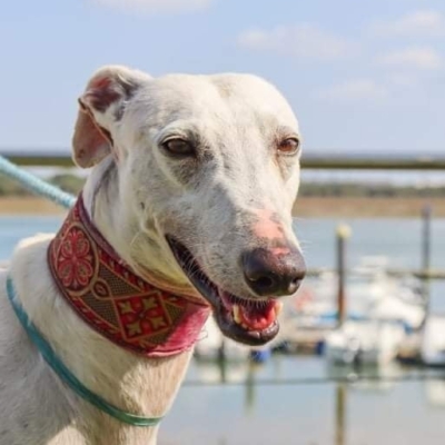 276156351_4501697783264024_5290571312507265214_n