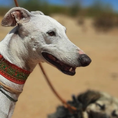 334953104_225673439935020_945133647360342088_n