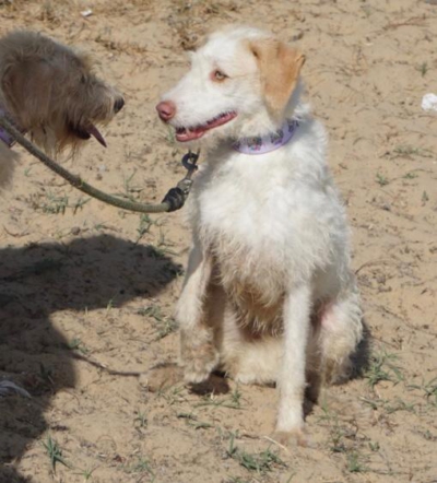 Copito