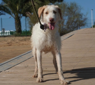 Copito