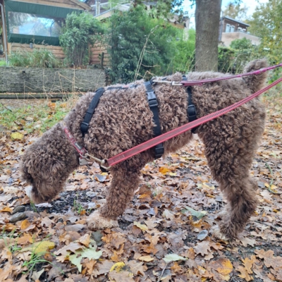 PHOTO-2025-10-24-20-45-35 3