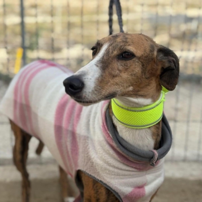 PHOTO-2025-11-29-09-46-39 5