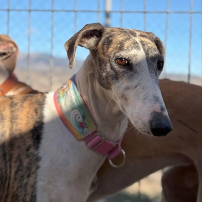 PHOTO-2025-11-29-09-46-40 12