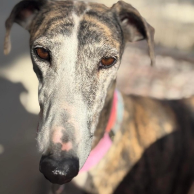 PHOTO-2025-11-29-09-46-40 16