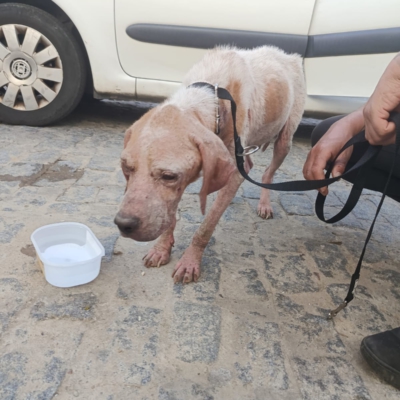 WhatsApp Image 2026-02-08 at 11.41.16