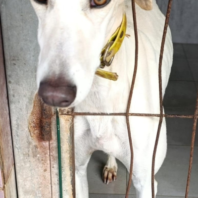 WhatsApp Image 2026-02-08 at 11.51.07 (4)