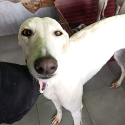 WhatsApp Image 2026-02-08 at 11.51.07