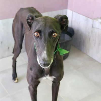 WhatsApp Image 2026-02-08 at 11.51.17 (1)