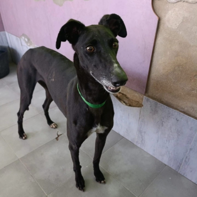 WhatsApp Image 2026-02-08 at 11.51.17 (2)