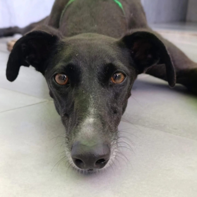 WhatsApp Image 2026-02-08 at 11.51.17 (4)