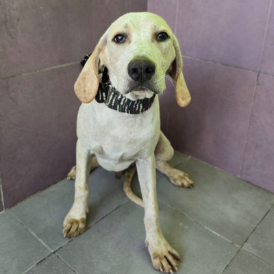 WhatsApp Image 2026-02-08 at 11.52.06