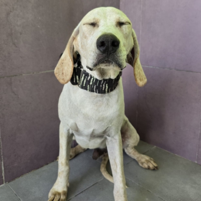 WhatsApp Image 2026-02-08 at 11.52.07 (1)