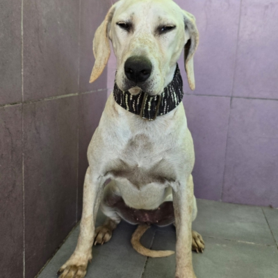 WhatsApp Image 2026-02-08 at 11.52.07 (10)