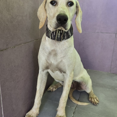 WhatsApp Image 2026-02-08 at 11.52.07 (11)