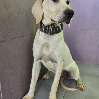 WhatsApp Image 2026-02-08 at 11.52.07 (12)