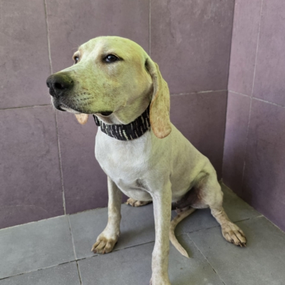 WhatsApp Image 2026-02-08 at 11.52.07 (3)