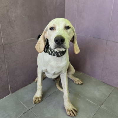 WhatsApp Image 2026-02-08 at 11.52.07