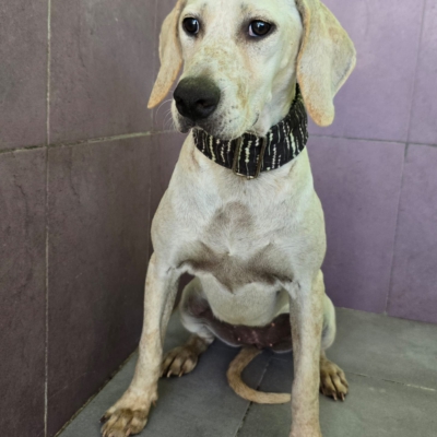 WhatsApp Image 2026-02-08 at 11.52.07 (5)