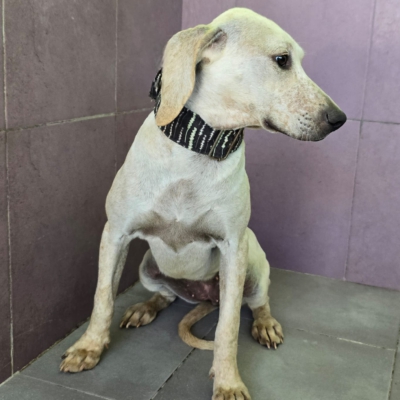 WhatsApp Image 2026-02-08 at 11.52.07 (6)