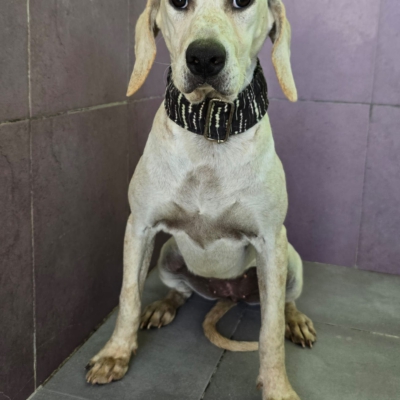 WhatsApp Image 2026-02-08 at 11.52.07 (7)