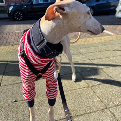 WhatsApp Image 2026-02-08 at 13.51.52