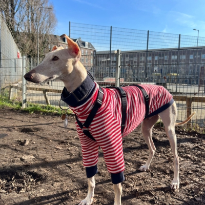 WhatsApp Image 2026-02-08 at 13.51.53 (12)