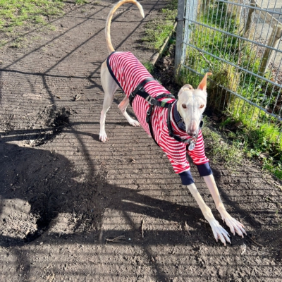 WhatsApp Image 2026-02-08 at 13.51.53 (14)