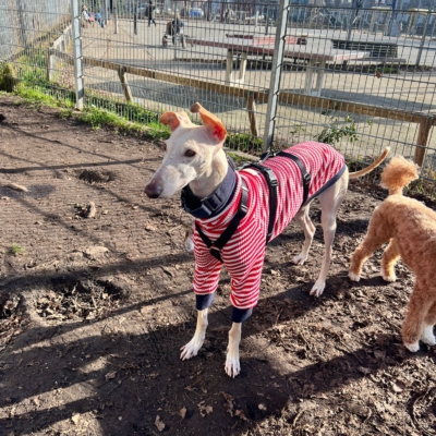 WhatsApp Image 2026-02-08 at 13.51.53 (15)