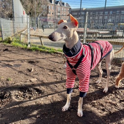 WhatsApp Image 2026-02-08 at 13.51.53 (16)