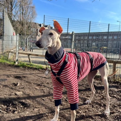 WhatsApp Image 2026-02-08 at 13.51.53 (17)