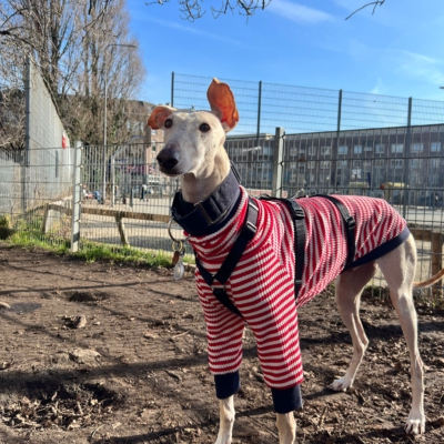 WhatsApp Image 2026-02-08 at 13.51.53 (18)