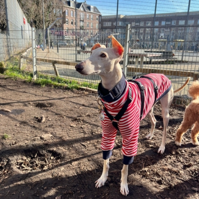 WhatsApp Image 2026-02-08 at 13.51.53 (19)