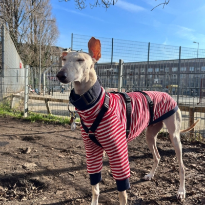 WhatsApp Image 2026-02-08 at 13.51.53 (20)