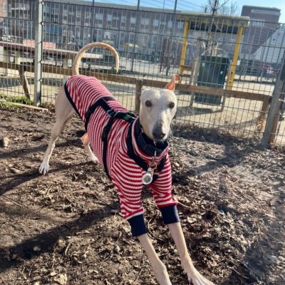 WhatsApp Image 2026-02-08 at 13.51.53 (23)