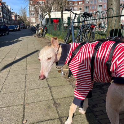 WhatsApp Image 2026-02-08 at 13.51.53 (4)