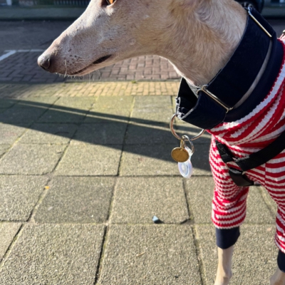 WhatsApp Image 2026-02-08 at 13.51.53