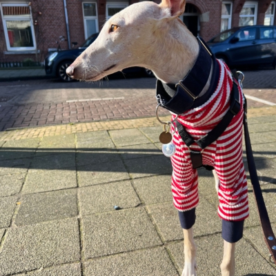 WhatsApp Image 2026-02-08 at 13.51.53 (7)