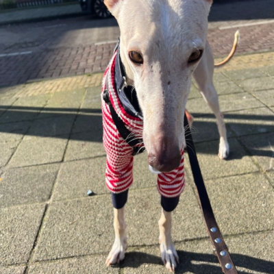 WhatsApp Image 2026-02-08 at 13.51.53 (9)