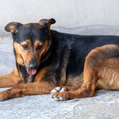 WhatsApp Image 2026-02-13 at 15.27.54-3