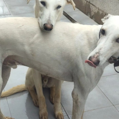 PHOTO-2026-04-24-17-00-29 3