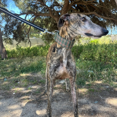 PHOTO-2026-04-26-20-03-34 3