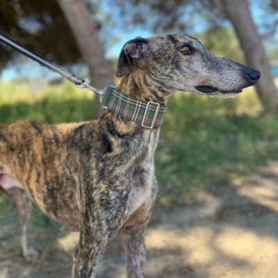 PHOTO-2026-04-26-20-03-35 10