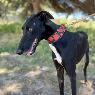 PHOTO-2026-04-26-20-03-35 10