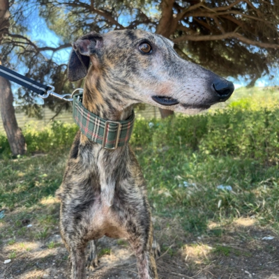 PHOTO-2026-04-26-20-03-35 11