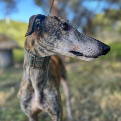 PHOTO-2026-04-26-20-03-35 12