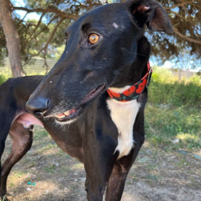 PHOTO-2026-04-26-20-03-35 2 kopie