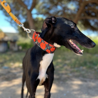 PHOTO-2026-04-26-20-03-35 3