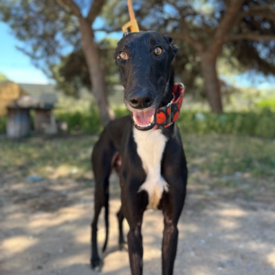 PHOTO-2026-04-26-20-03-35 4 kopie