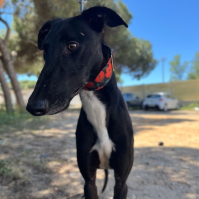 PHOTO-2026-04-26-20-03-35 5