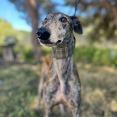 PHOTO-2026-04-26-20-03-35 7